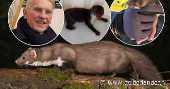 Dominee ontdekt onverwachte gast op zolder, maar moet daarvoor wel gat in plafond zagen