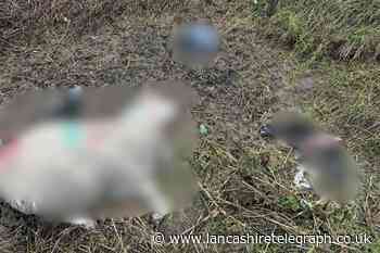 ‘Like a horror movie’: Dead sheep strewn across farmland
