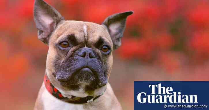 Number of abandoned French bulldogs increases sharply in England and Wales