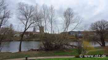 Baumfällung: Zwei prominente Weiden am Wenigenjenaer Ufer in Jena verschwinden