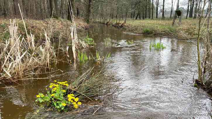 Het is steeds drukker op de heide: boswachter maakt zich zorgen