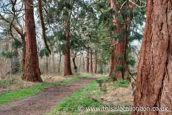 Havering Country Park giant redwood trees appear on BBC News