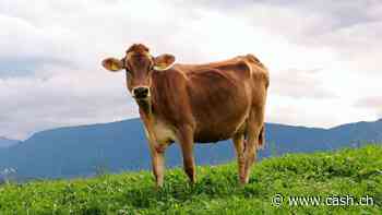 Avenir Suisse: «Vielen Bauern läuft es blendend»