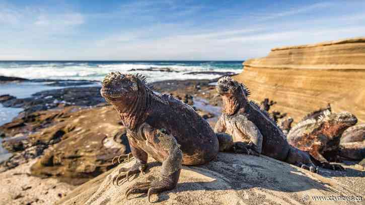 Galapagos Islands to double tourist entry fees amid concerns over rising visitor numbers