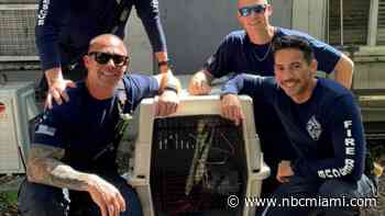 Wayward Pelican rescued from drowning by Broward Sheriff Firefighters