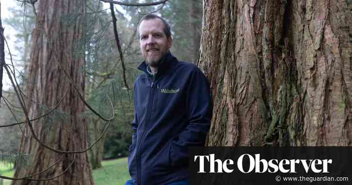 Hidden giants: how the UK’s 500,000 redwoods put California in the shade