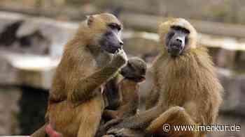 Kaulitz-Zwillinge empört über geplante Affen-Tötung im Nürnberger Zoo: „Das macht mich richtig sauer“