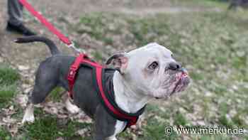 Dogge angebunden und allein gelassen: Tierheim entsetzt über Fall – „Gebrochenes Herz“