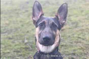 Abandoned German Shepherd 'too soft' to be Durham Constabulary police dog looking for forever home