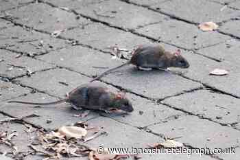 Are rats and mice legally protected in the UK? The law