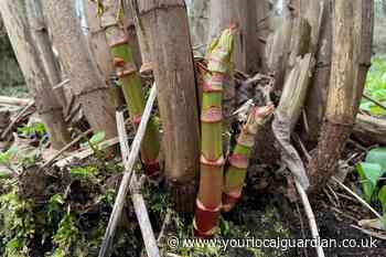 Map reveals the Japanese Knotweed hotspots in south west London