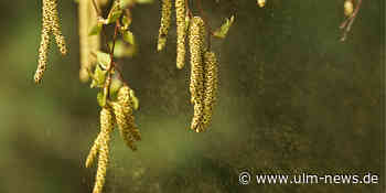 Birkenpollen sind da: Schlimmste Zeit des Jahres für Pollenallergiker