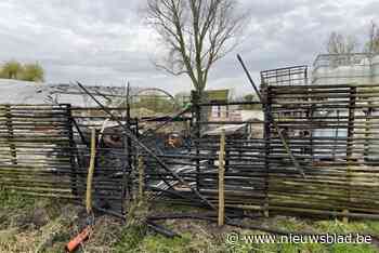 Zeventig kuikentjes sterven in uitslaande brand: “We willen weten of er meer aan de hand is”