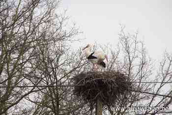 Ooievaars landen voor derde jaar op rij in Lozen: nest op elektriciteitspaal gebouwd