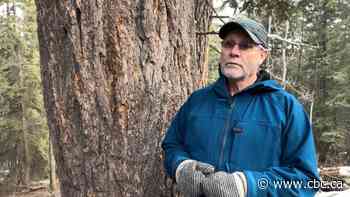 Hotter, drier summers in future are the biggest stressor for Calgary's 7 million trees