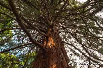 “Amazing” – Giant Sequoias Are Thriving in the UK