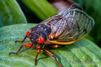 Jet-Powered Cicada Urination Redefines the Rules of Fluid Dynamics
