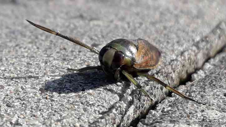 Hoort dit dier wel op het land? Frans weet meer en legt uit