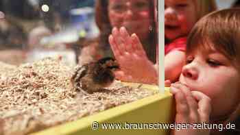 Im Phaeno Wolfsburg schlüpfen zu Ostern wieder die Küken