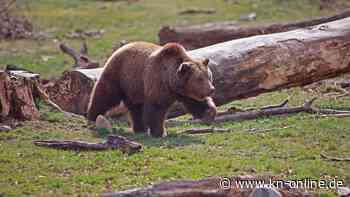 Slowakei: Bär läuft durch Stadt und verletzt fünf Menschen