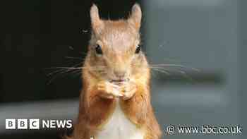 Red squirrels 'thriving' after reintroduction