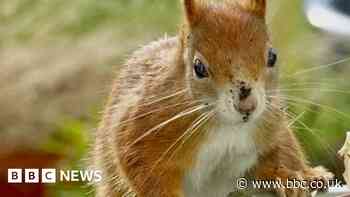 'Red squirrels in my garden are better than TV'