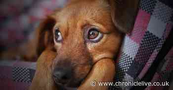 Dogs and cats caused more than 6,000 insurance claims over last five years