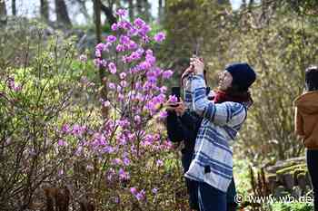 Frühlingsboten im Rampenlicht