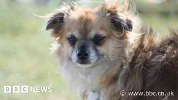 'My vet wanted £120 for a cream. Total rip off'