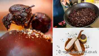 Would you try ant-flavoured crisps? Scientists claim the insects have a 'nutty, sweet and caramel-like' flavour - but warn they can leave an aftertaste of 'urine-like off-flavours'