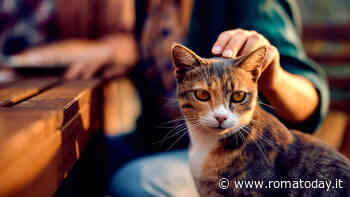 I gatti potrebbero vivere fino a 30 anni: merito di un farmaco innovativo