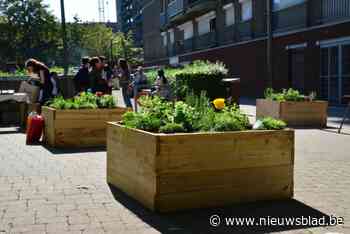 Vergroeningsactie klimaatrobuust Sint-Andries: maak je straat lenteklaar tijdens buurtfeest
