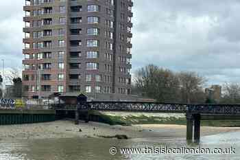 Lurcher-type dog found washed up in River Thames near Woolwich