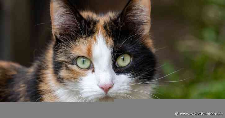 Polizei ermittelt zu Vorwürfen gegen Tierheim Ansbach