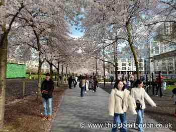 Cherry blossom in bloom at Swiss Cottage in Camden