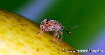 Fruitteler mag schadelijke kever tijdelijk tóch te lijf met verboden insecticide