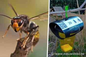 Gemeente verdeelt honderd vallen om Aziatische hoornaars te vangen: “Grote bedreiging voor onze bijen”