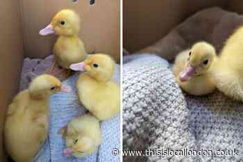 RSPCA saves four ducklings abandoned in King George’s Field