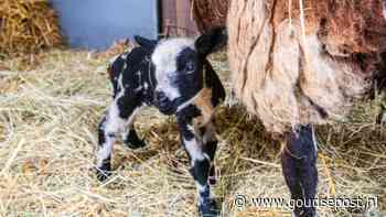 Eerste lammetjes geboren bij Kinderboerderij De Goudse Hofsteden