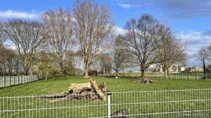 Komen de herten van dierenpark Heemsermars in Hardenberg nog terug?