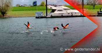 Nieuwe weg in Arnhem is nog hobbelig • Flamingo’s gespot in Maurik