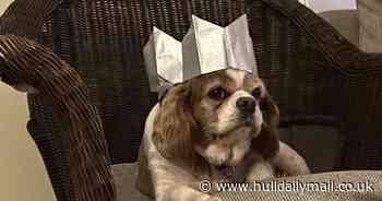 Pub-loving pooch leaves owners in panic as he takes own trips to local village pub