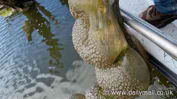 Bizarre 'alien egg pods' are dragged out of an Oklahoma lake causing locals to 'freak out'... do YOU know what they are?