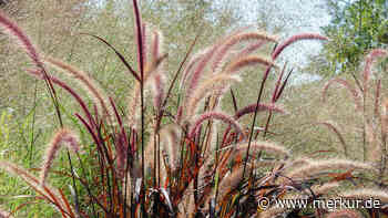 EU-Verbot für Gartenpflanzen: Diese Arten dürfen nicht mehr gepflanzt werden