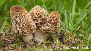 Undercooked mushrooms killed two and sickened more than 50 diners at Asian restaurant in Montana, CDC investigation finds