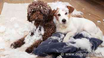 Scientists discover new type of training that makes dogs better behaved... here is how YOU can do it at home