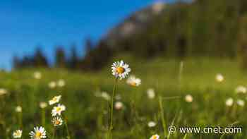 Feeling Euphoric? What 'Spring Fever' Can Do to Our Mood     - CNET