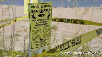 Sea turtle nesting season begins along Florida's beaches