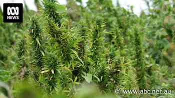 Hemp industry's $200 million plan to supercharge production has failed to secure funding. Where to next?