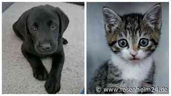 Zum Tag der süßen Katzenbabys und Hundewelpen: Schickt uns Eure Fotos